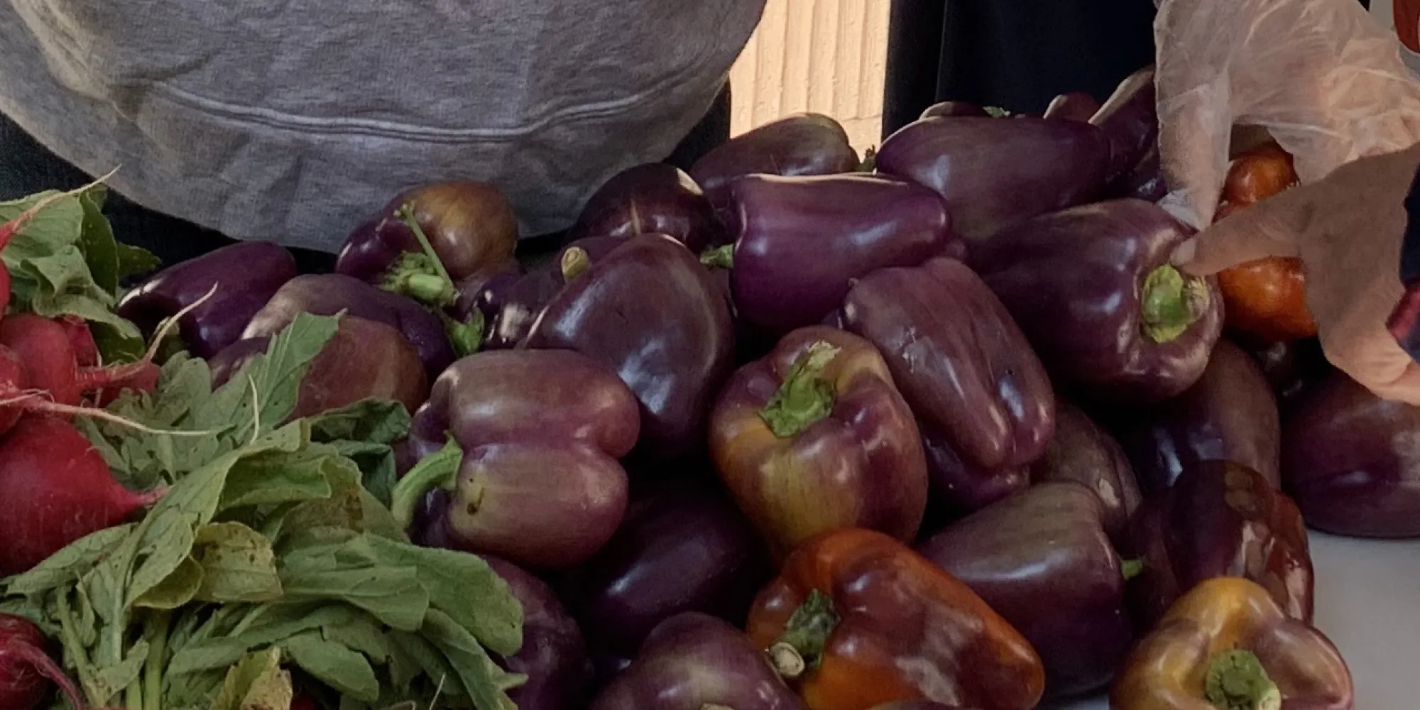 Fresh radishes and eggplants are handled by gloved hands.